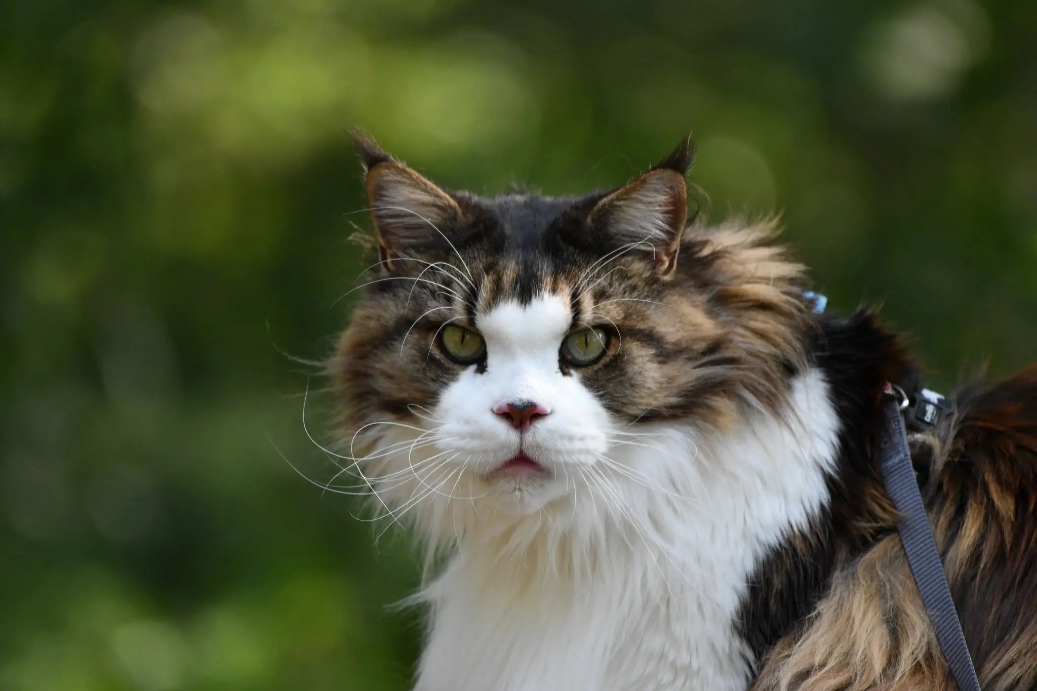 Why does catnip make your cat lose her mind?