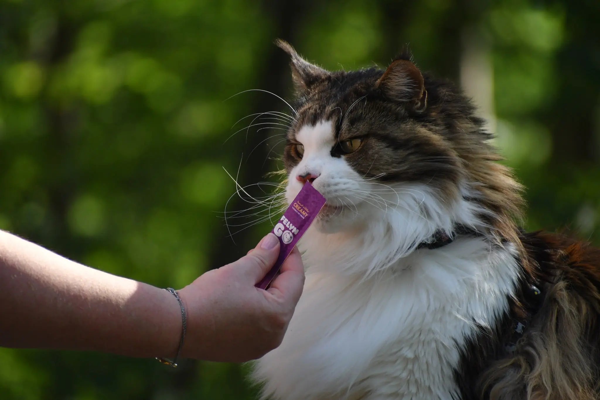 Why Hydration Matters More Than You Think (and Why the Water Bowl Isn't the Answer)