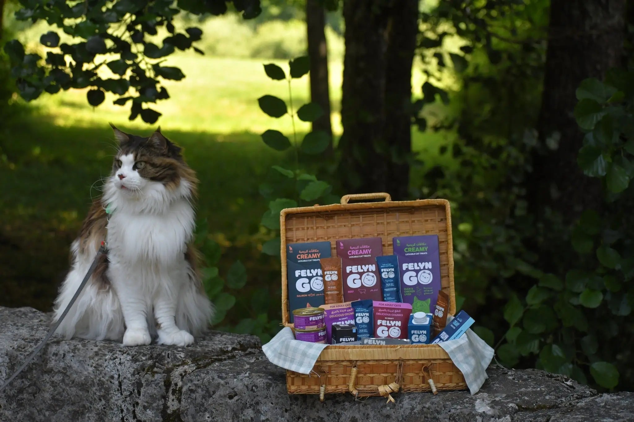 Milk and Cats: A Persistent Myth That Doesn’t Match Biology