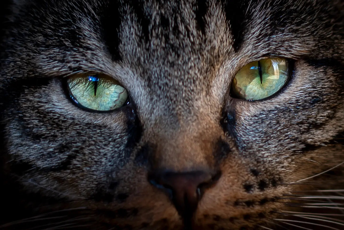 The Ancestral Appetite: Why Your Cat is Still a Hunter at Heart