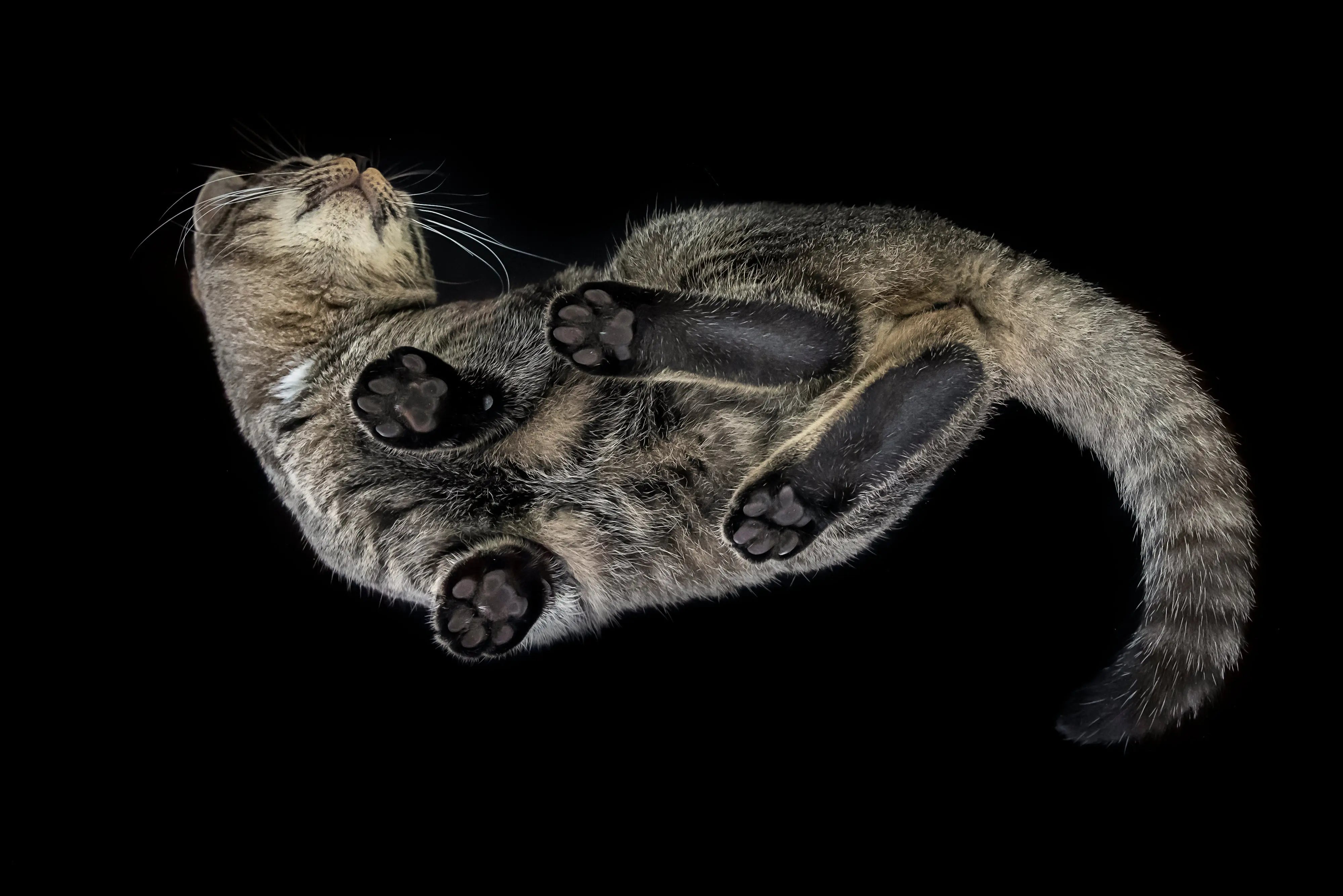 Is Your Cat Just Fluffy or Overweight? A Guide to Feline Health
