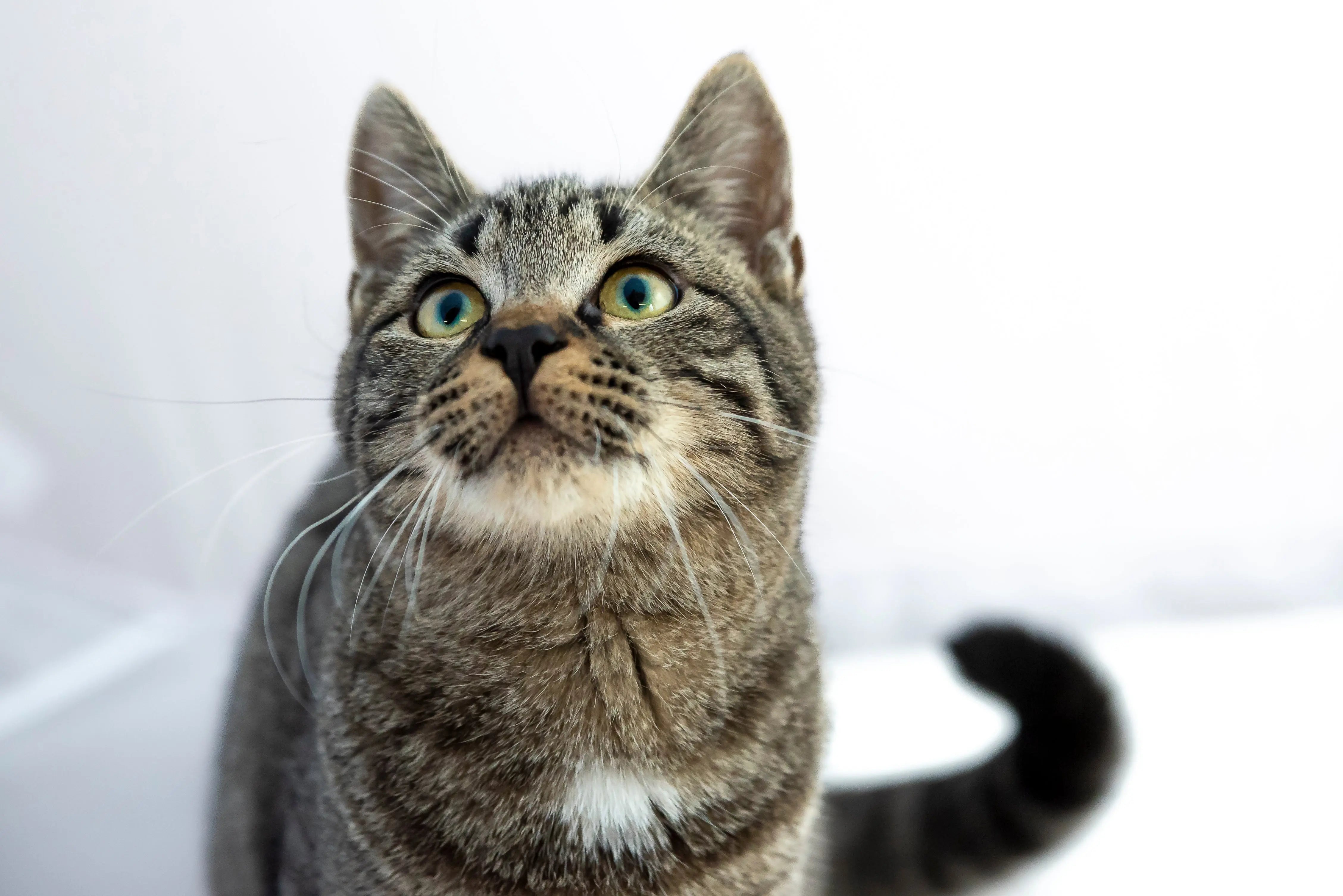 Taurine: Why This Tiny Nutrient Rules Your Cat’s World