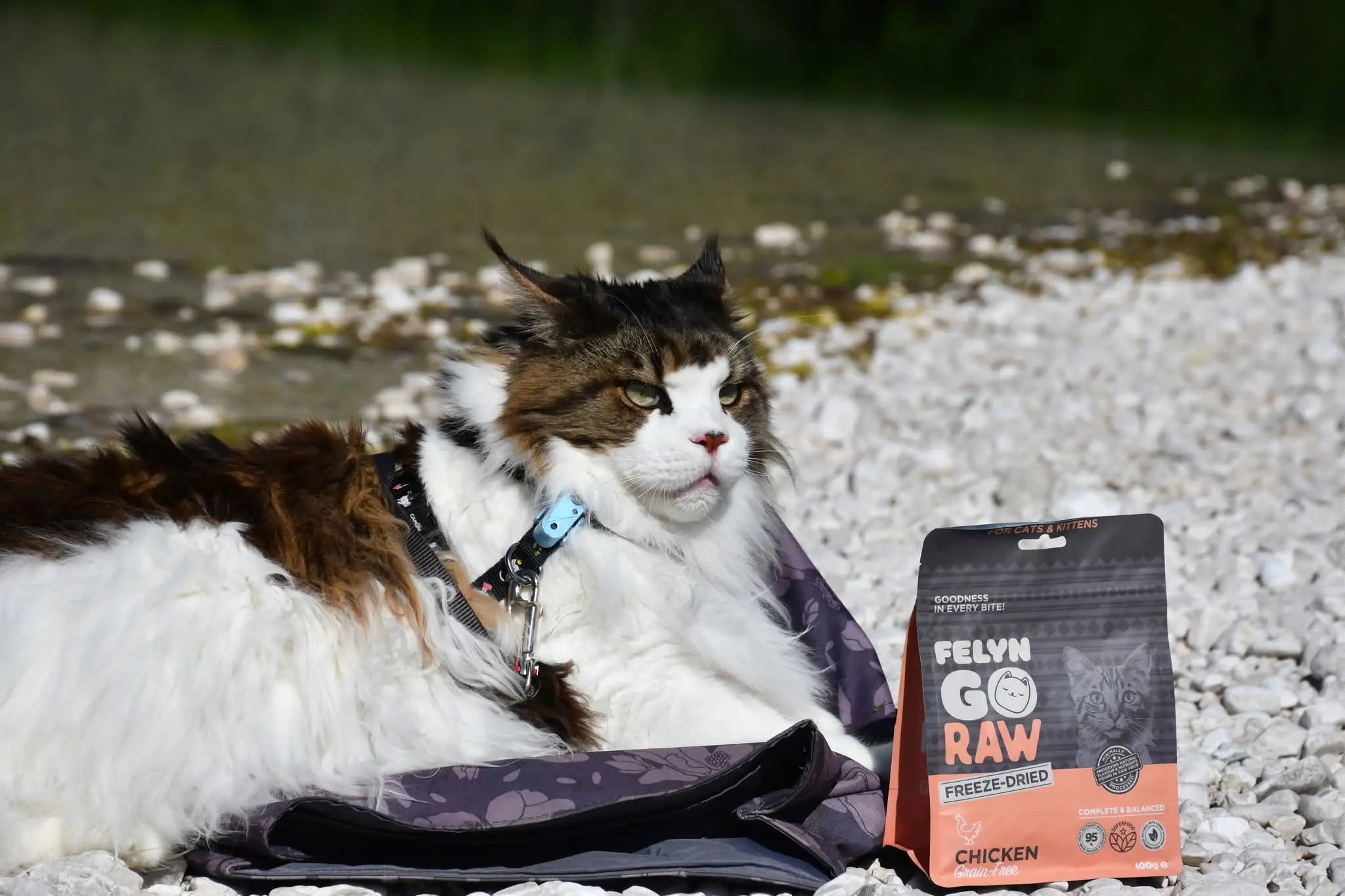 Environmental Enrichment for Indoor Cats: Why Safety Alone Isn’t Enough